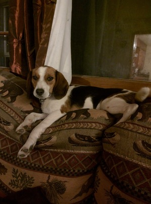 Safe Beagle in Goldvein, VA