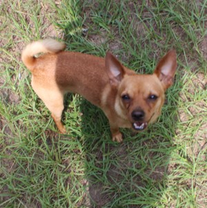 Safe Chihuahua in Bloomburg, TX