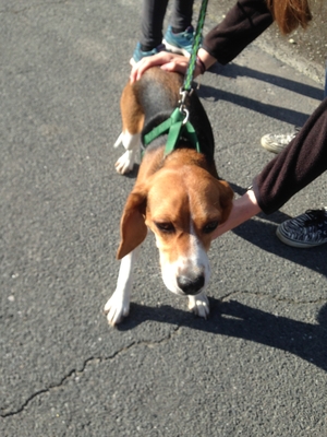 Safe Beagle in Salisbury, MD
