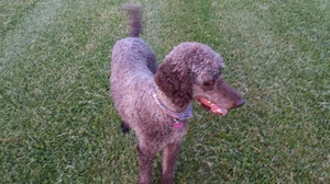 Safe Poodle in Syracuse, NY
