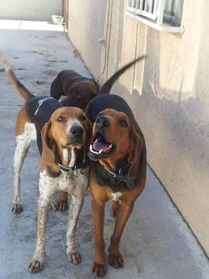 Safe Black and Tan Coonhound in Lone Pine, CA