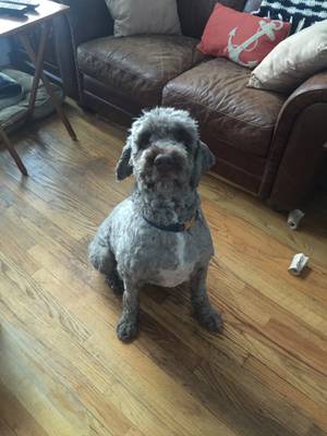 Safe Portuguese Water Dog in Centerport, NY