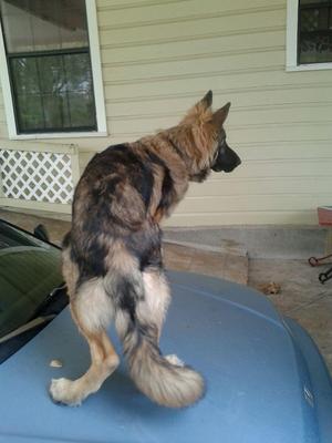 Safe German Shepherd Dog in San Benito, TX