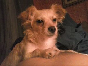 Safe Chihuahua in Etowah, TN