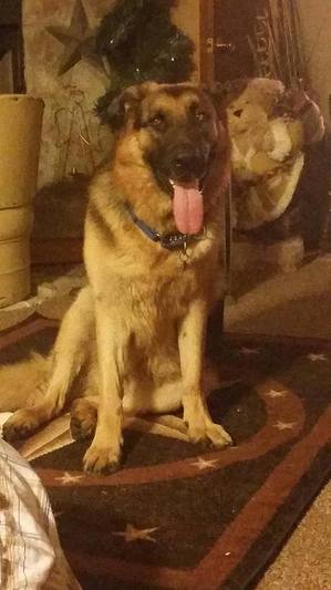 Safe German Shepherd Dog in Humble, TX