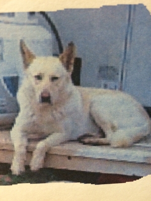 Safe German Shepherd Dog in Davilla, TX