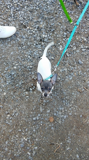 Safe Chihuahua in Lynchburg, VA
