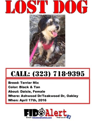 Safe Cairn Terrier in Oakley, CA