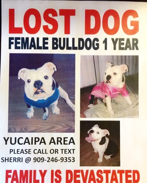 Safe English Bulldog in Yucaipa, CA