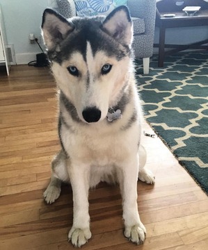 Safe Siberian Husky in Lake Forest, IL