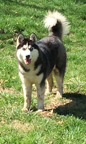 Safe Siberian Husky in Indianapolis, IN
