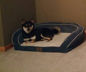 Safe Shiba Inu in Fort Collins, CO