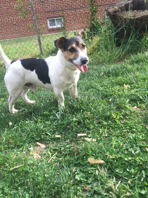 Safe Jack Russell Terrier in Hyattsville, MD