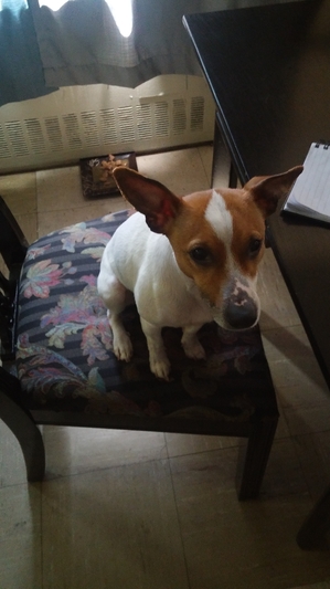 Safe Jack Russell Terrier in Springfield Gardens, NY