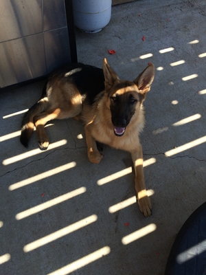 Safe German Shepherd Dog in Moreno Valley, CA