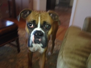 Safe Boxer in Watchung, NJ