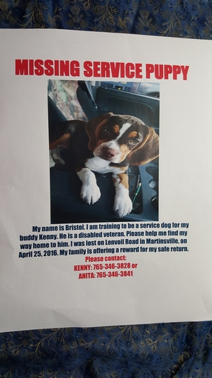 Safe Beagle in Martinsville, IN