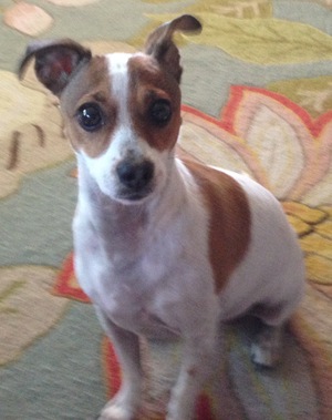 Safe Jack Russell Terrier in Cathedral City, CA