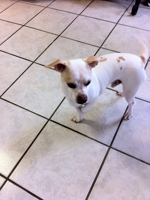 Safe Jack Russell Terrier in Grapevine, TX