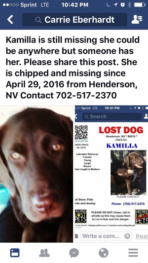 Safe Labrador Retriever in Henderson, NV