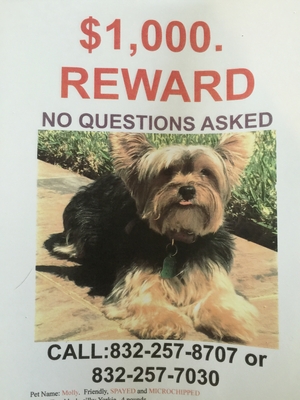 Safe Yorkshire Terrier in Conroe, TX