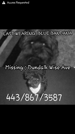 Safe Dog in Dundalk, MD