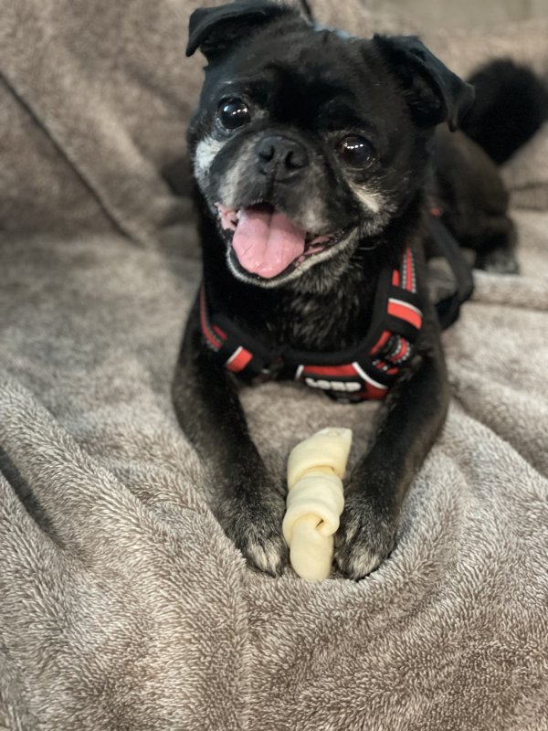 Lost Pug in Miamisburg, OH