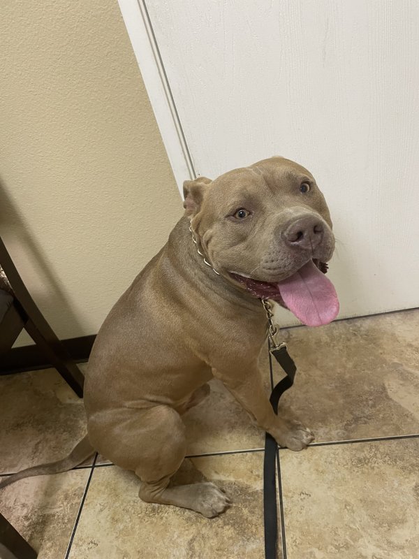Found Pit Bull in Victorville, CA