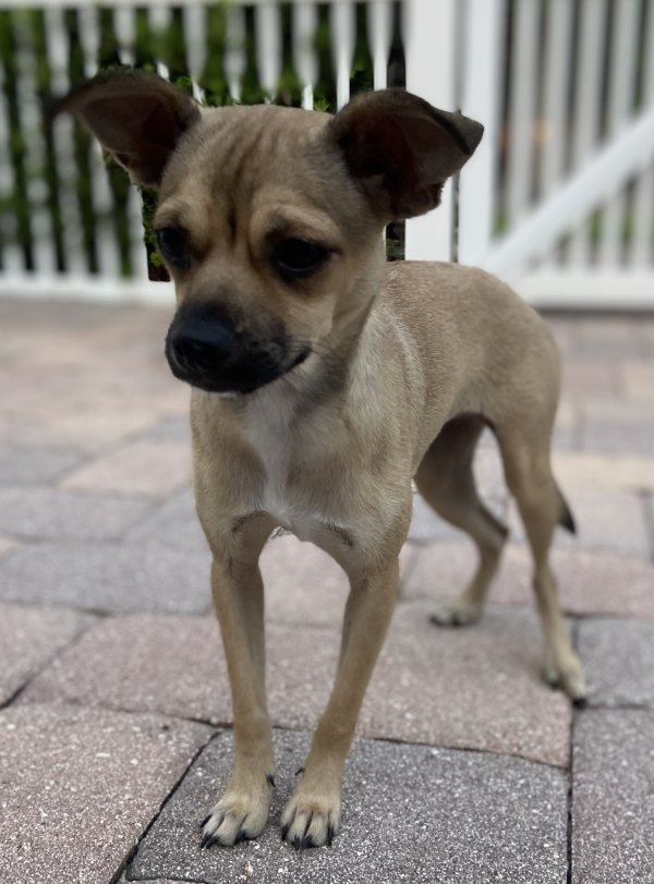 Found Chihuahua in Saint Petersburg, FL