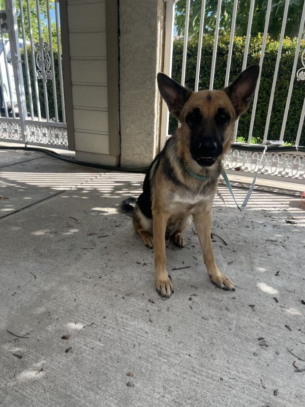 Found German Shepherd Dog in Fontana, CA