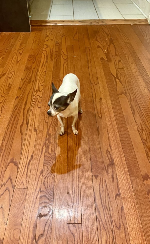 Found Chihuahua in Chicago, IL