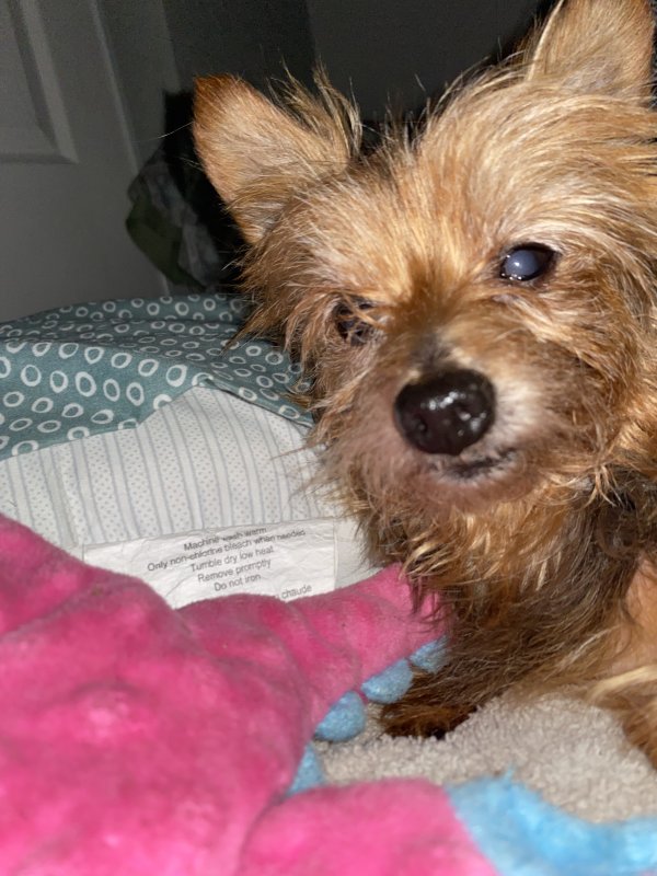 Lost Yorkshire Terrier in Florida