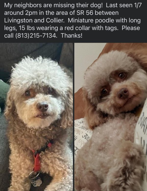 Lost Poodle in Land O Lakes, FL