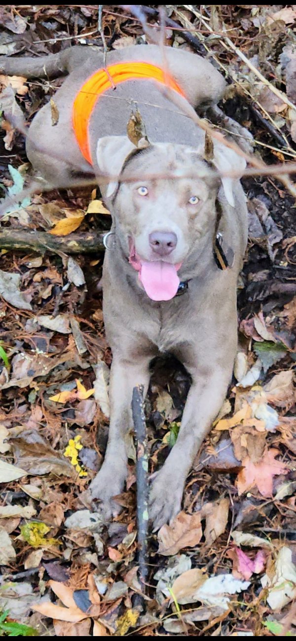 Lost Labrador Retriever in Arkansas