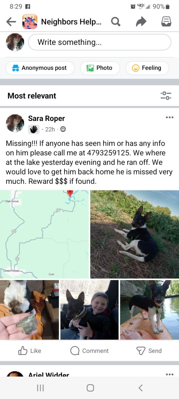 Lost Rat Terrier in Huntsville, AR