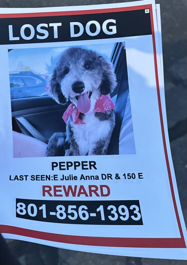 Lost Poodle in Utah