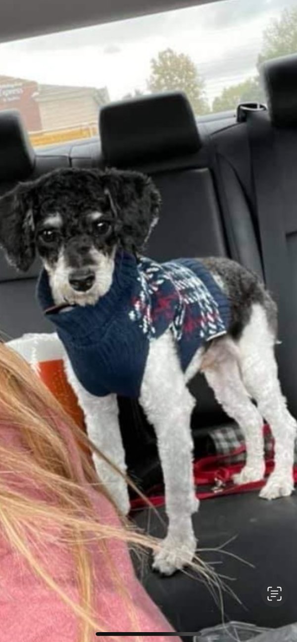 Lost Poodle in Chicago, IL