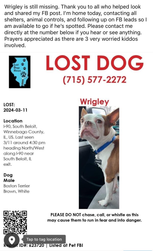 Lost Boston Terrier in South Beloit, IL