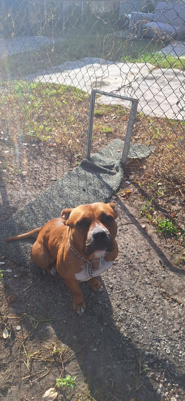 Lost Boxer in Florida