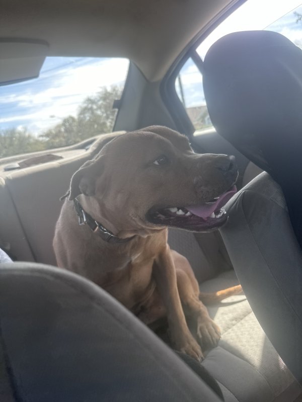 Lost American Staffordshire Terrier in Florida