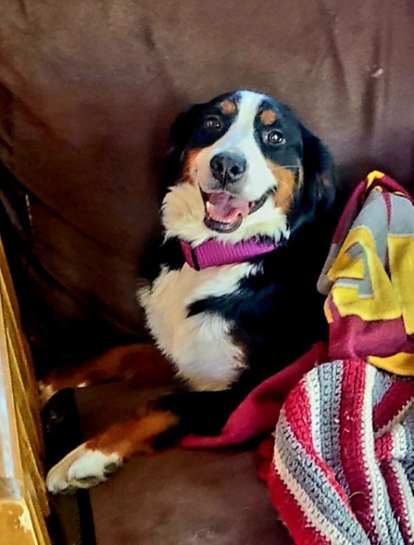 Lost Bernese Mountain Dog in Ohio
