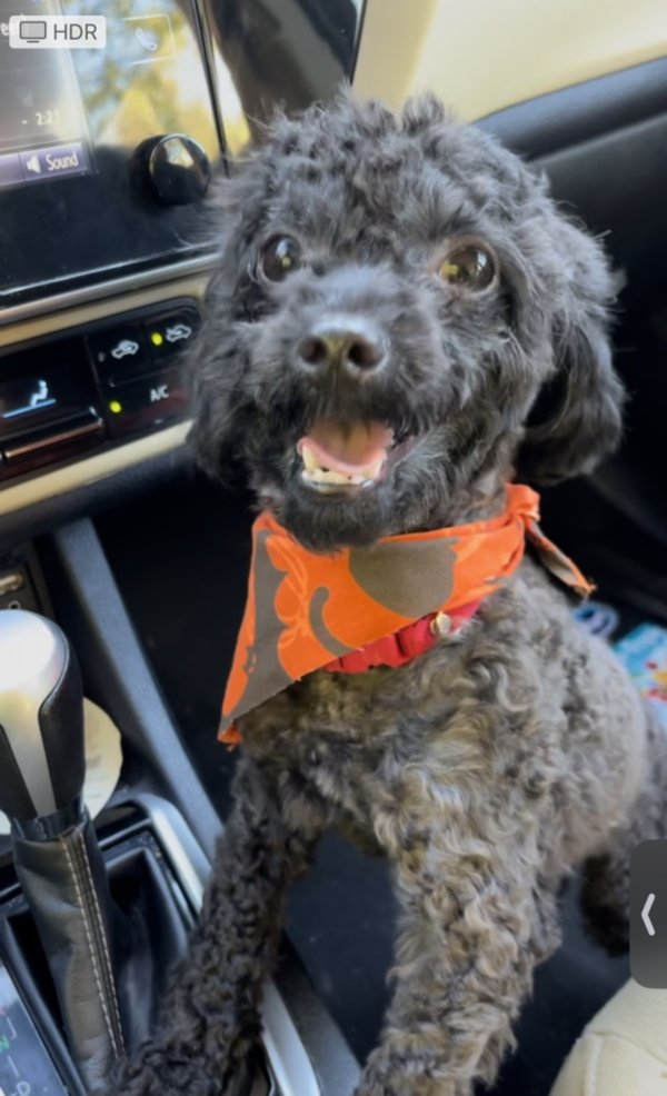 Lost Poodle in New Jersey
