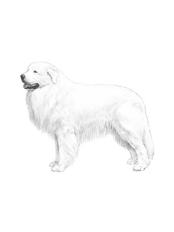 Lost Great Pyrenees in Midland, GA