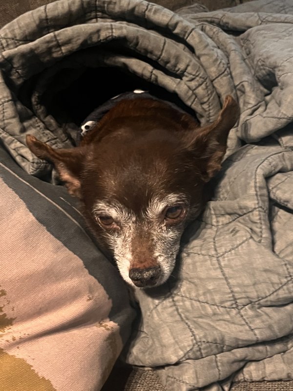 Lost Chihuahua in Walnut, CA