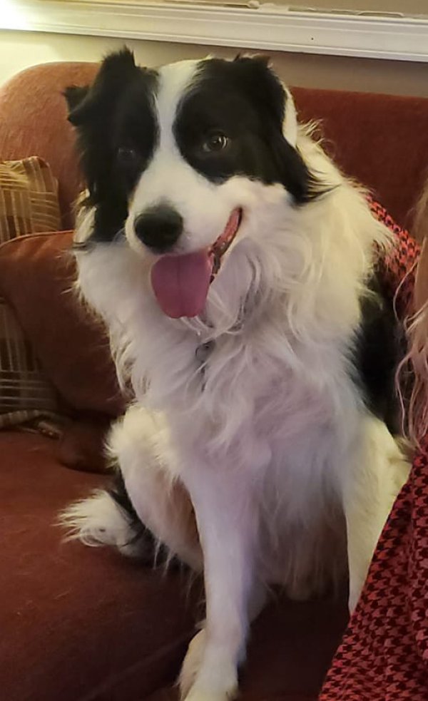 Lost Border Collie in Jim Thorpe, PA