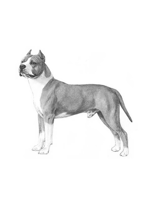 Lost American Staffordshire Terrier in Evansville, IN