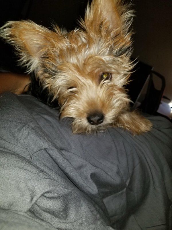 Lost Yorkshire Terrier in Middletown, OH