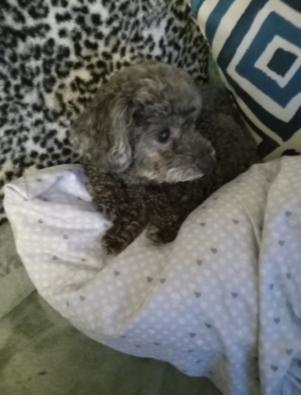 Lost Poodle in Maryland