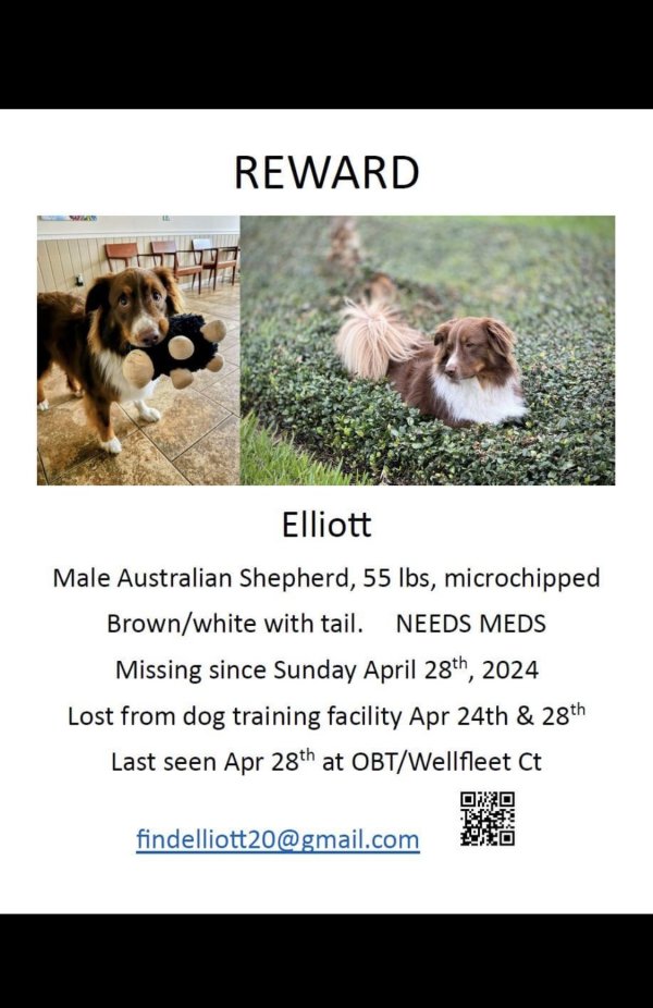 Lost Australian Shepherd 
