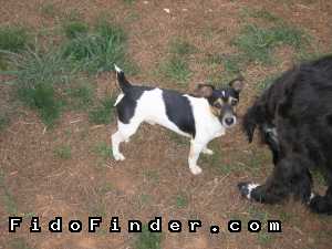 Safe Jack Russell Terrier in Rixeyville, VA